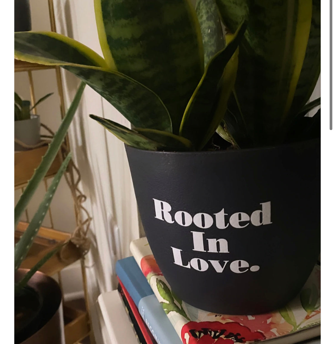 Rooted In Love 6 inch pot